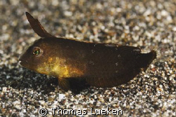 found in Lembeh; D200 by Thomas Lueken 